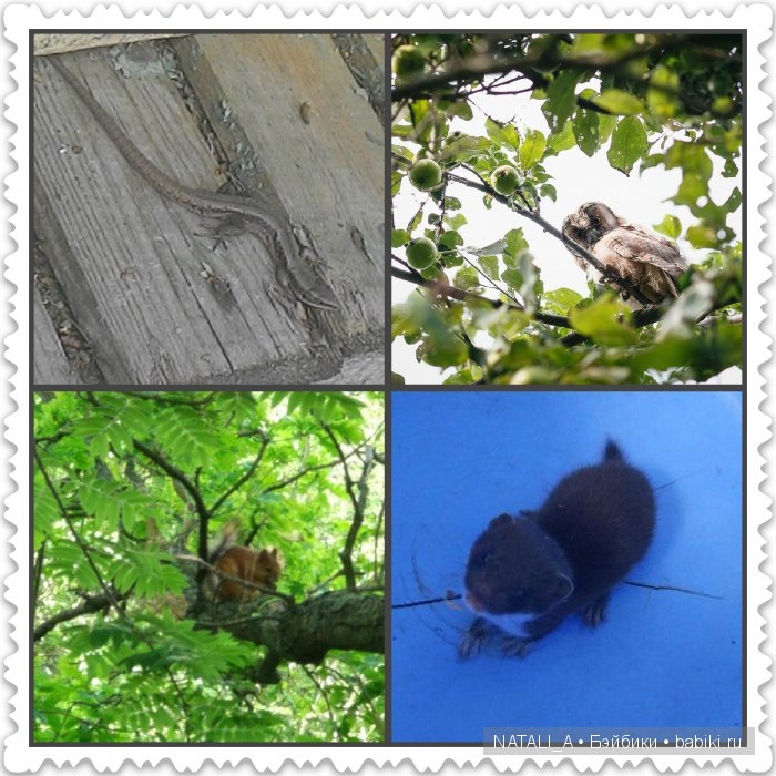 уДачные выходные Элинки | Бэйбики УДачные выходные Элинки — Куклы Iplehouse (Иплхаус): BJD (БЖД)