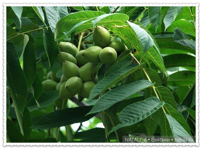 уДачные выходные Элинки | Бэйбики УДачные выходные Элинки — Куклы Iplehouse (Иплхаус): BJD (БЖД)