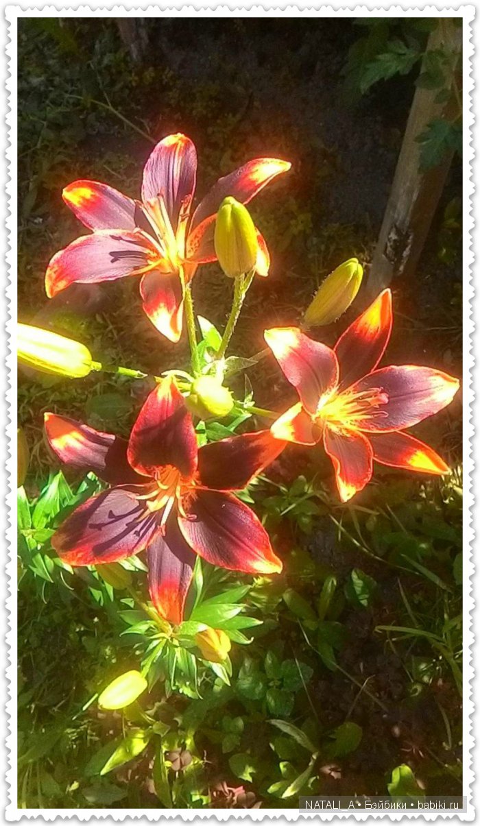 уДачные выходные Элинки | Бэйбики УДачные выходные Элинки — Куклы Iplehouse (Иплхаус): BJD (БЖД) (фото 7)