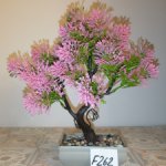 Цветущее дерево бонсай в горшке