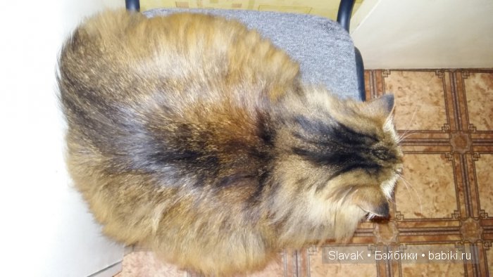 Это был кот Бакс. А оказалась кошка :)) Моя любимая Кися-Бася (фото 8)