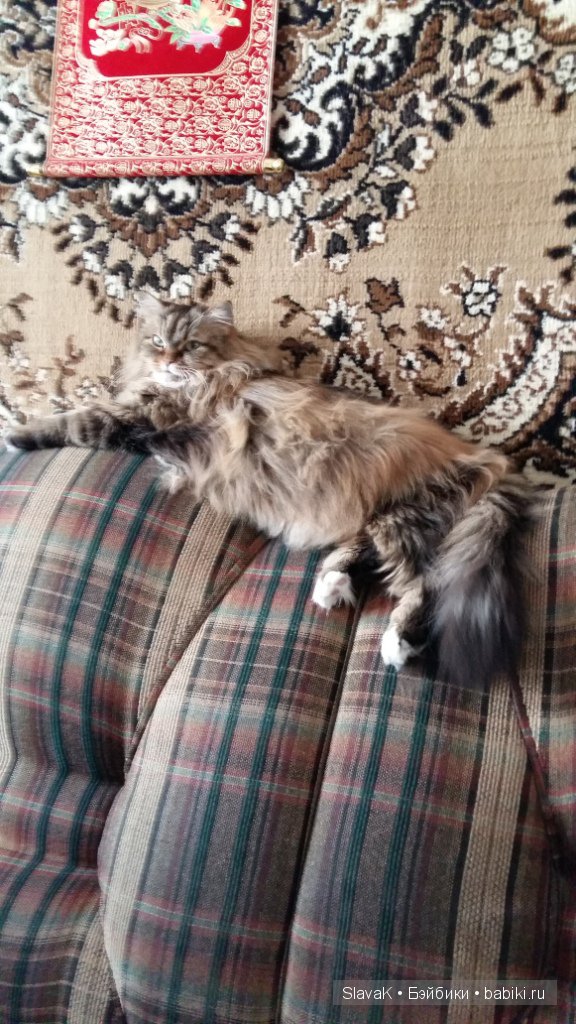 Это был кот Бакс. А оказалась кошка :)) Моя любимая Кися-Бася (фото 7)