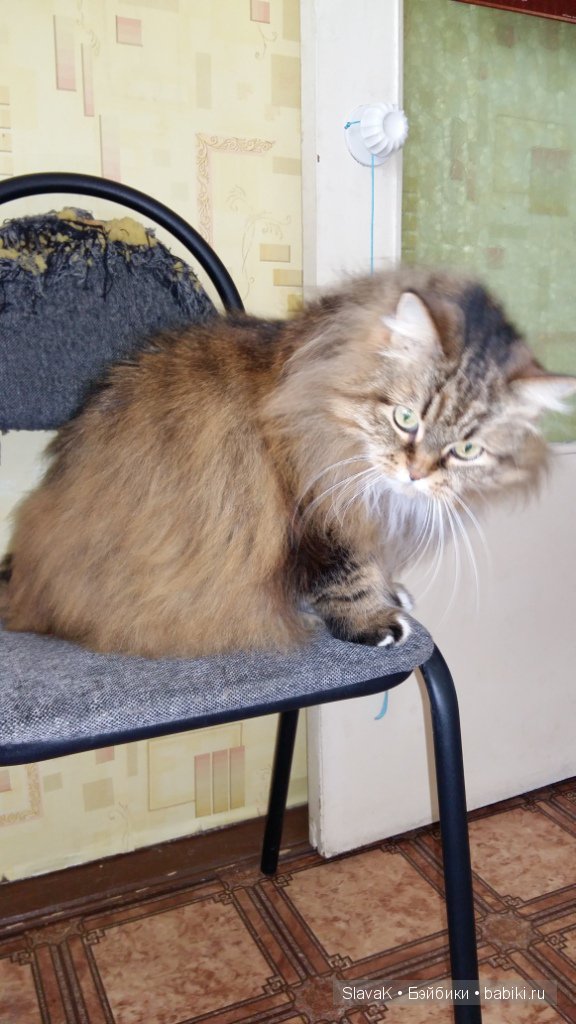 Это был кот Бакс. А оказалась кошка :)) Моя любимая Кися-Бася (фото 5)