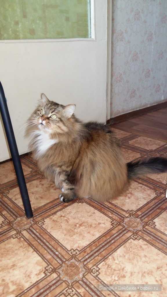 Это был кот Бакс. А оказалась кошка :)) Моя любимая Кися-Бася (фото 2)