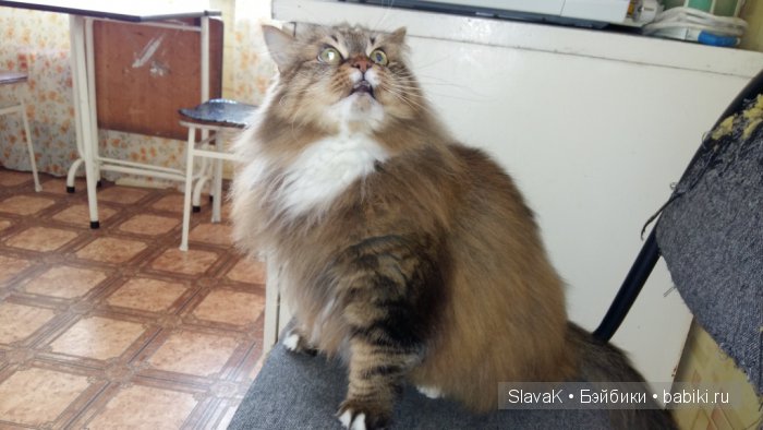 Это был кот Бакс. А оказалась кошка :)) Моя любимая Кися-Бася (фото 6)