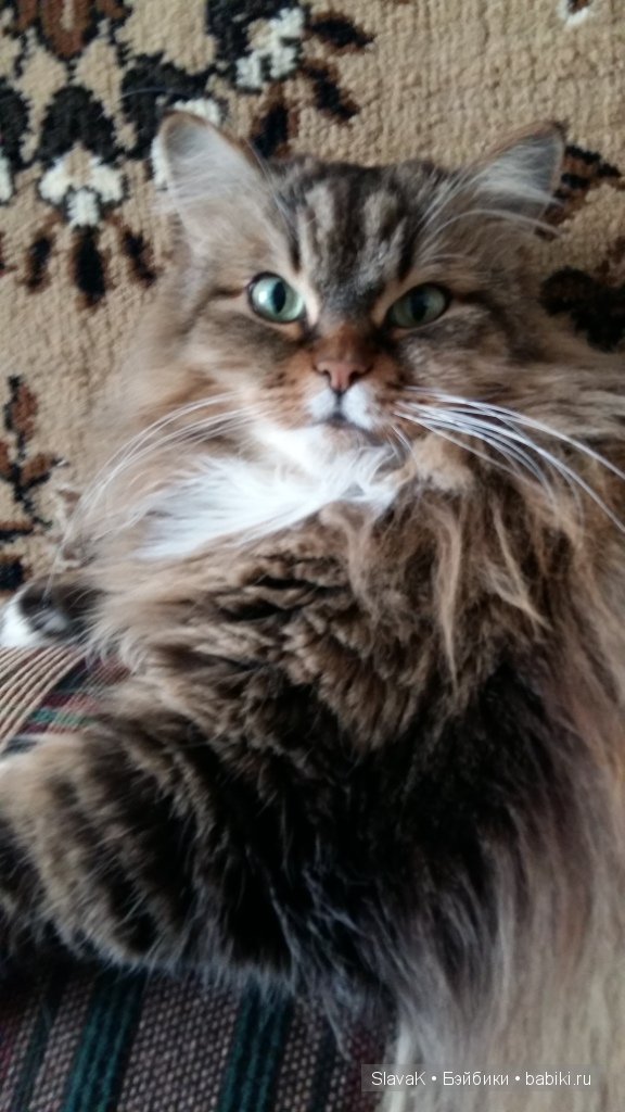 Это был кот Бакс. А оказалась кошка :)) Моя любимая Кися-Бася (фото 9)