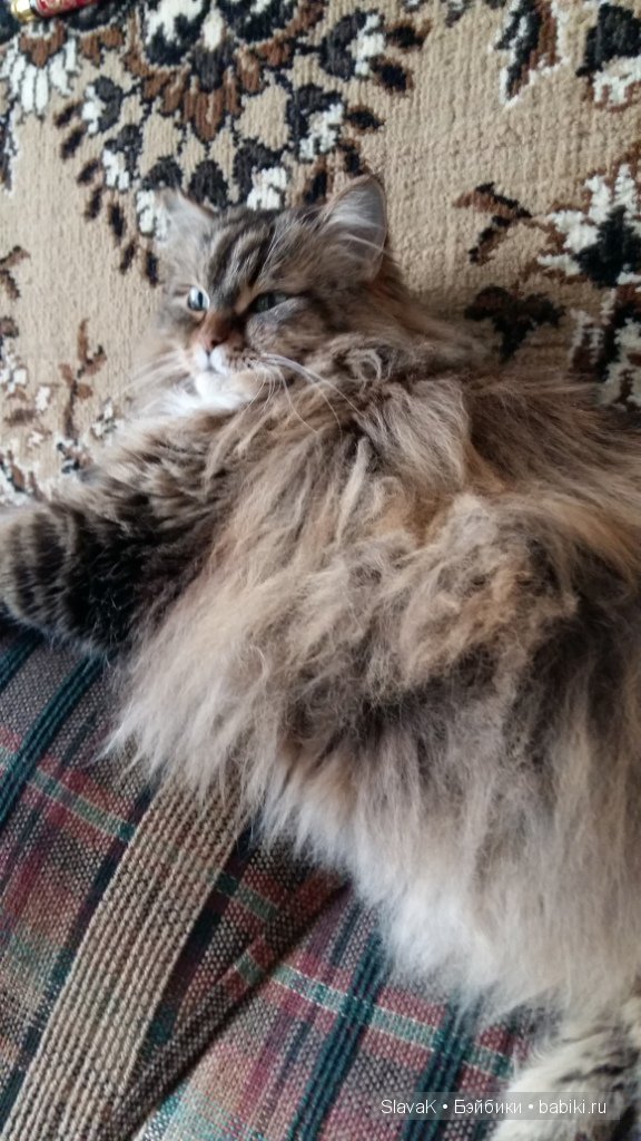 Это был кот Бакс. А оказалась кошка :)) Моя любимая Кися-Бася