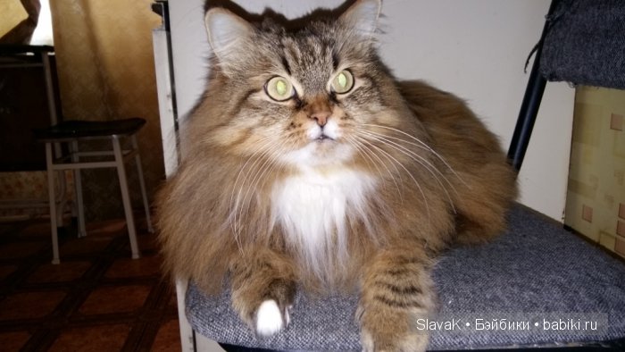 Это был кот Бакс. А оказалась кошка :)) Моя любимая Кися-Бася (фото 3)