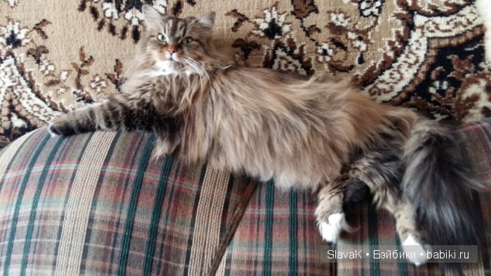 Это был кот Бакс. А оказалась кошка :)) Моя любимая Кися-Бася (фото 4)