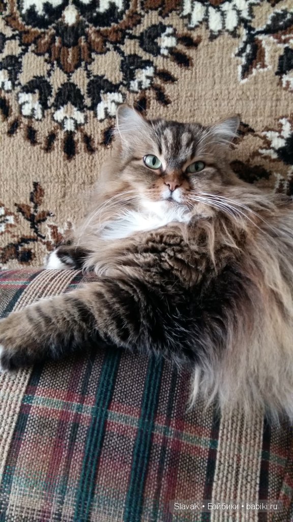 Это был кот Бакс. А оказалась кошка :)) Моя любимая Кися-Бася (фото 10)