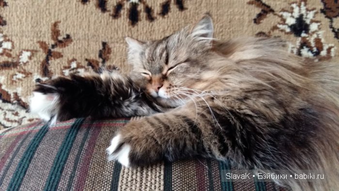 Это был кот Бакс. А оказалась кошка :)) Моя любимая Кися-Бася