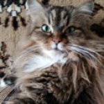 Это был кот Бакс. А оказалась кошка :)) Моя любимая Кися-Бася