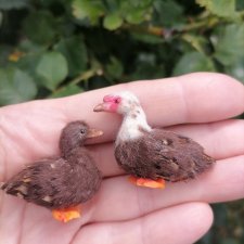 Птичий переполох Часть третья Утки