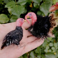 Птичий переполох Часть четвёртая Индюки