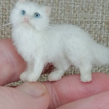 Белый котик