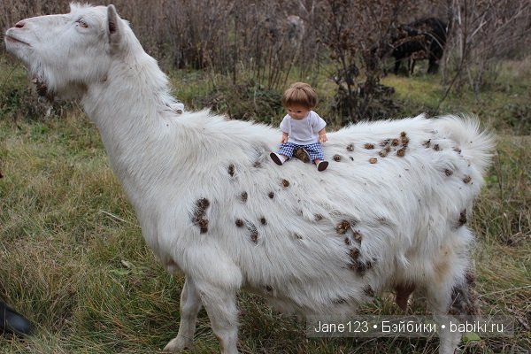 Вяня - путешественник — Интересное и необычное: фотоподборки (фото 10)