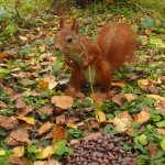 Забреду сегодня в парк осенний...
