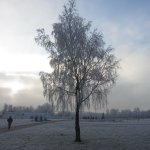 Белая береза под моим окном... Дальневосточный проспект в Санкт-Петербурге