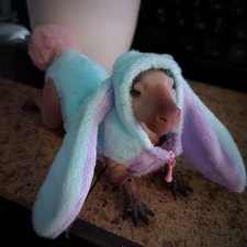 Долгожданная капибара. Как подружиться.