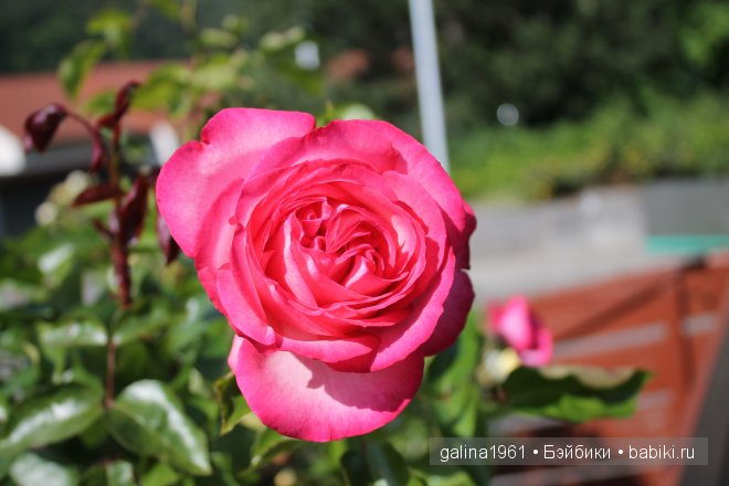 Зацвели цветы в моём садочке