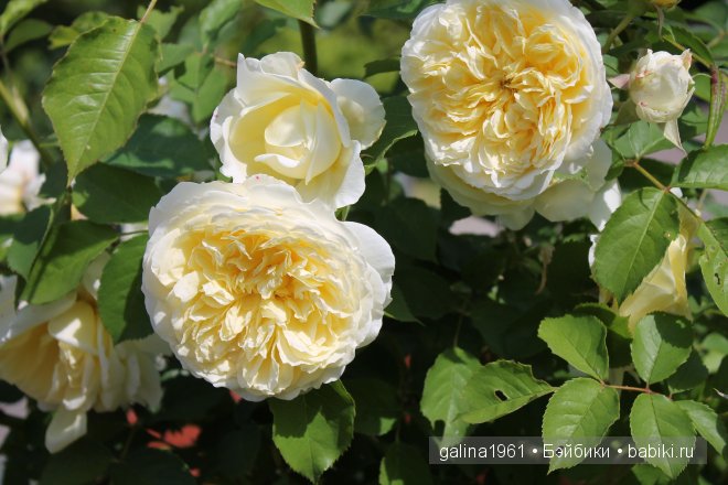 Зацвели цветы в моём садочке (фото 10)