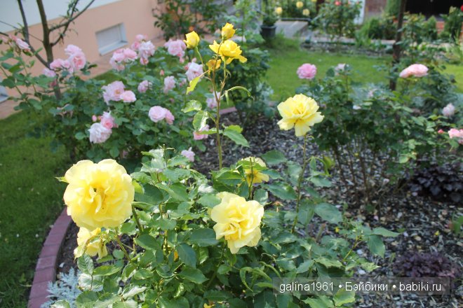Зацвели цветы в моём садочке (фото 6)