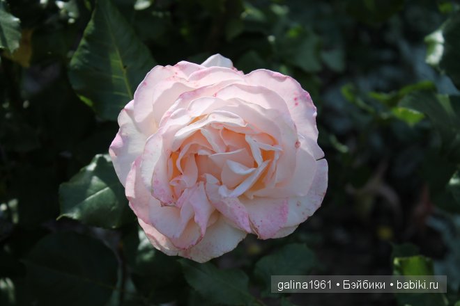 Зацвели цветы в моём садочке (фото 9)