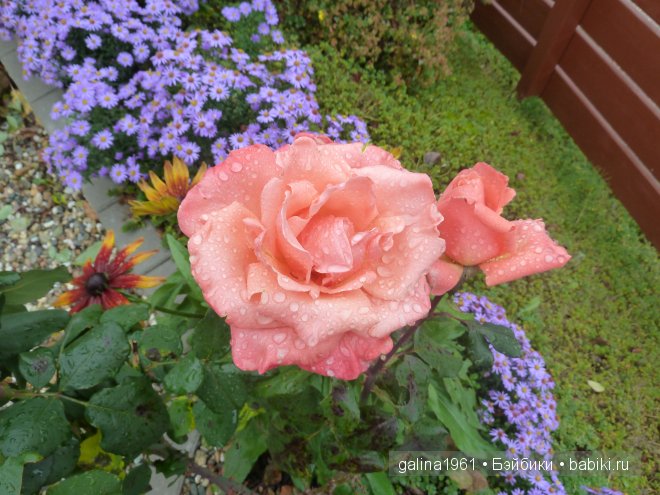 Зацвели цветы в моём садочке (фото 2)