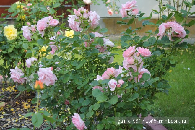 Зацвели цветы в моём садочке (фото 4)