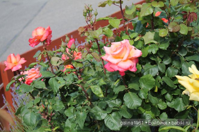 Зацвели цветы в моём садочке