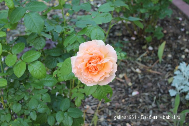 Зацвели цветы в моём садочке (фото 3)