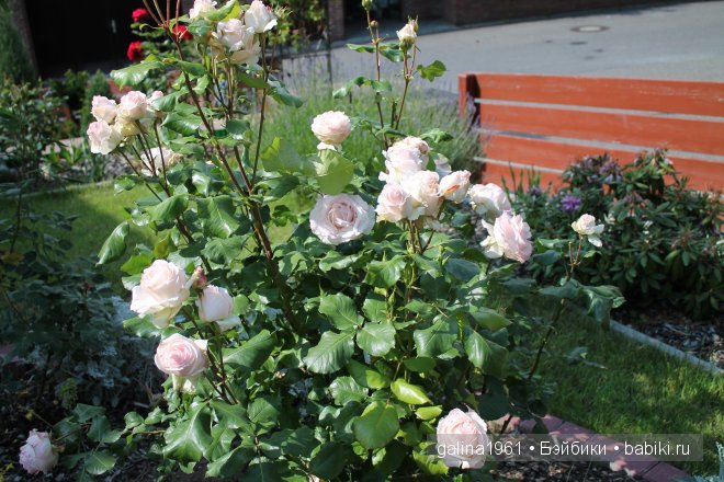 Зацвели цветы в моём садочке (фото 8)