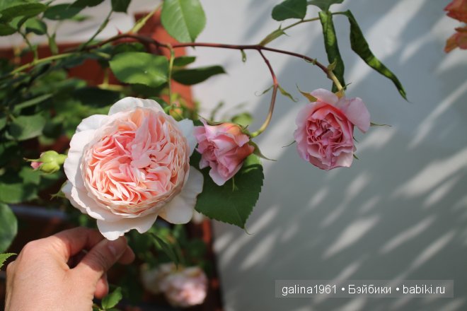 Зацвели цветы в моём садочке