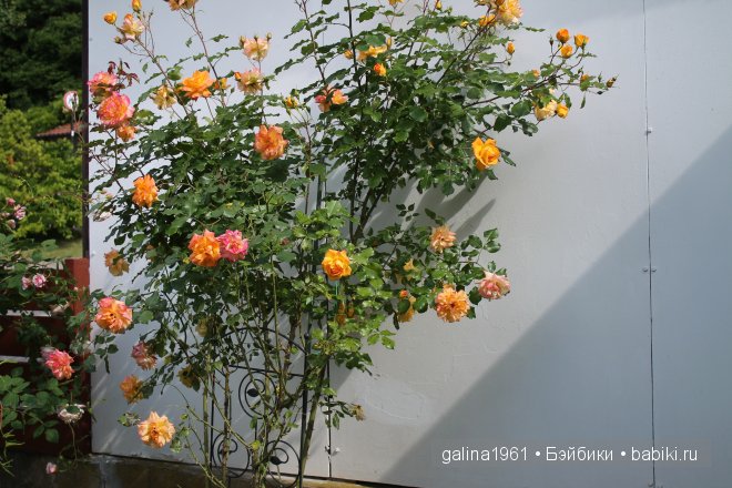 Зацвели цветы в моём садочке (фото 5)