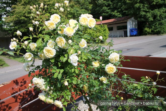 Зацвели цветы в моём садочке