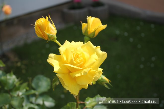 Зацвели цветы в моём садочке (фото 7)