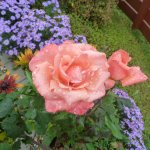 Зацвели цветы в моём садочке...