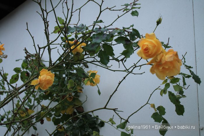 А у нас сегодня лето... а у вас (фото 8)