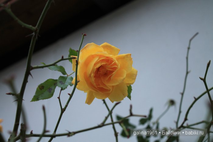 А у нас сегодня лето... а у вас (фото 7)