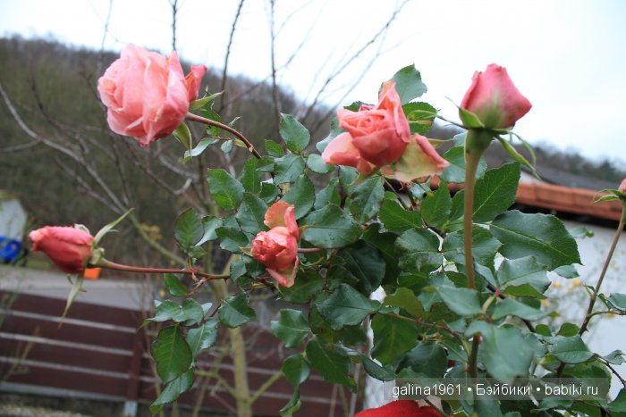 А у нас сегодня лето... а у вас (фото 6)