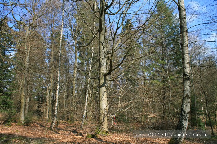 Ruheforst. Что это такое — Интересное и необычное: фотоподборки (фото 2)