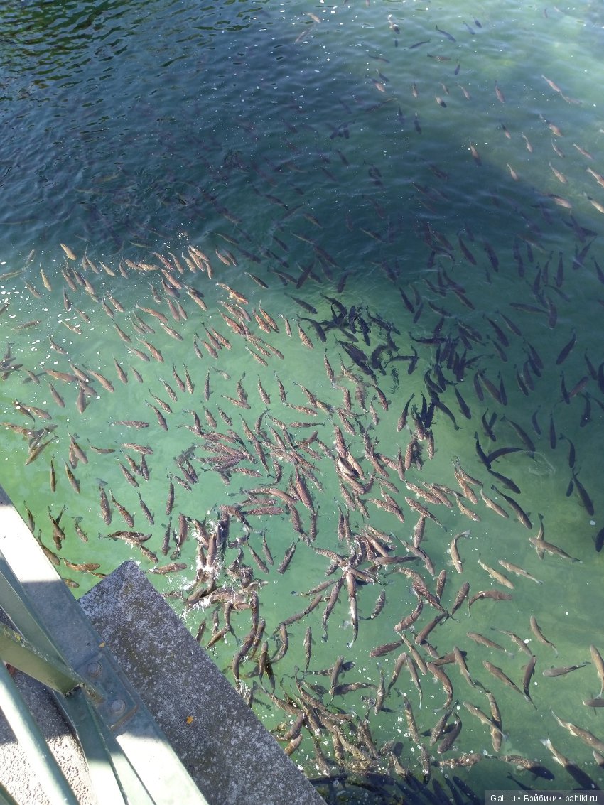 Рeйнский водопaд, Швецария - Rheinfall (фото 4)