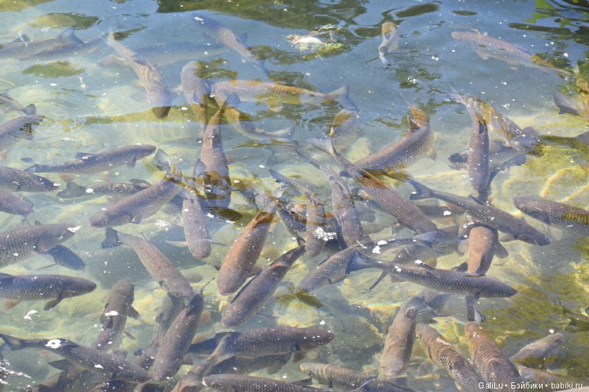 Рeйнский водопaд, Швецария - Rheinfall (фото 5)
