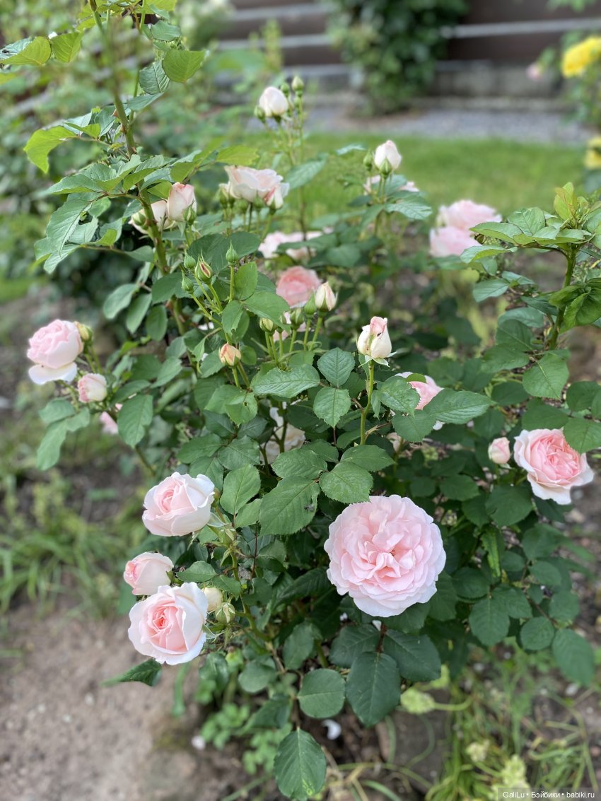 Лето, сад, цветы | Бэйбики Лето, сад, цветы — Болталка и разговоры обо всем: жизнь (фото 2)