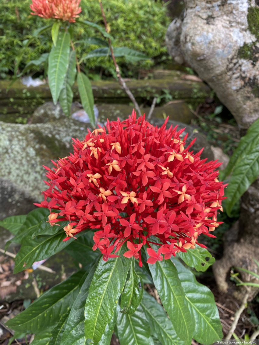 Путешествие на Бали — Туризм и путешествия: фотоотчеты из поездок