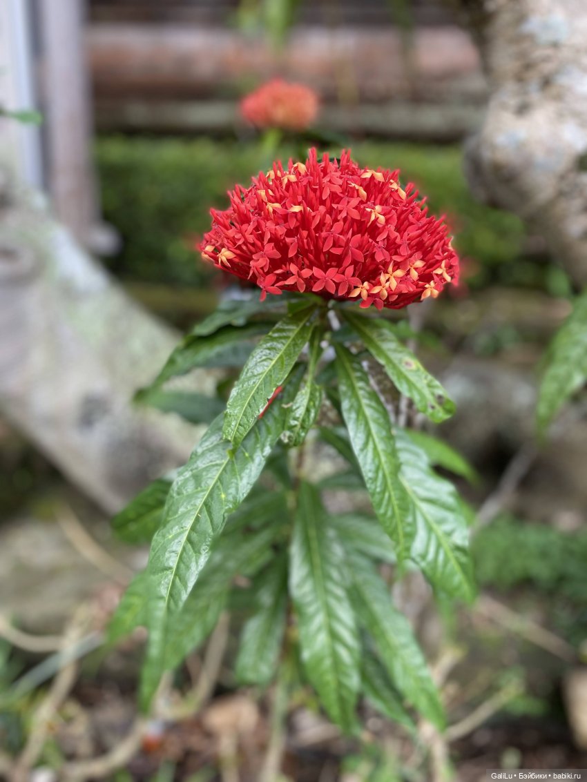 Путешествие на Бали — Туризм и путешествия: фотоотчеты из поездок