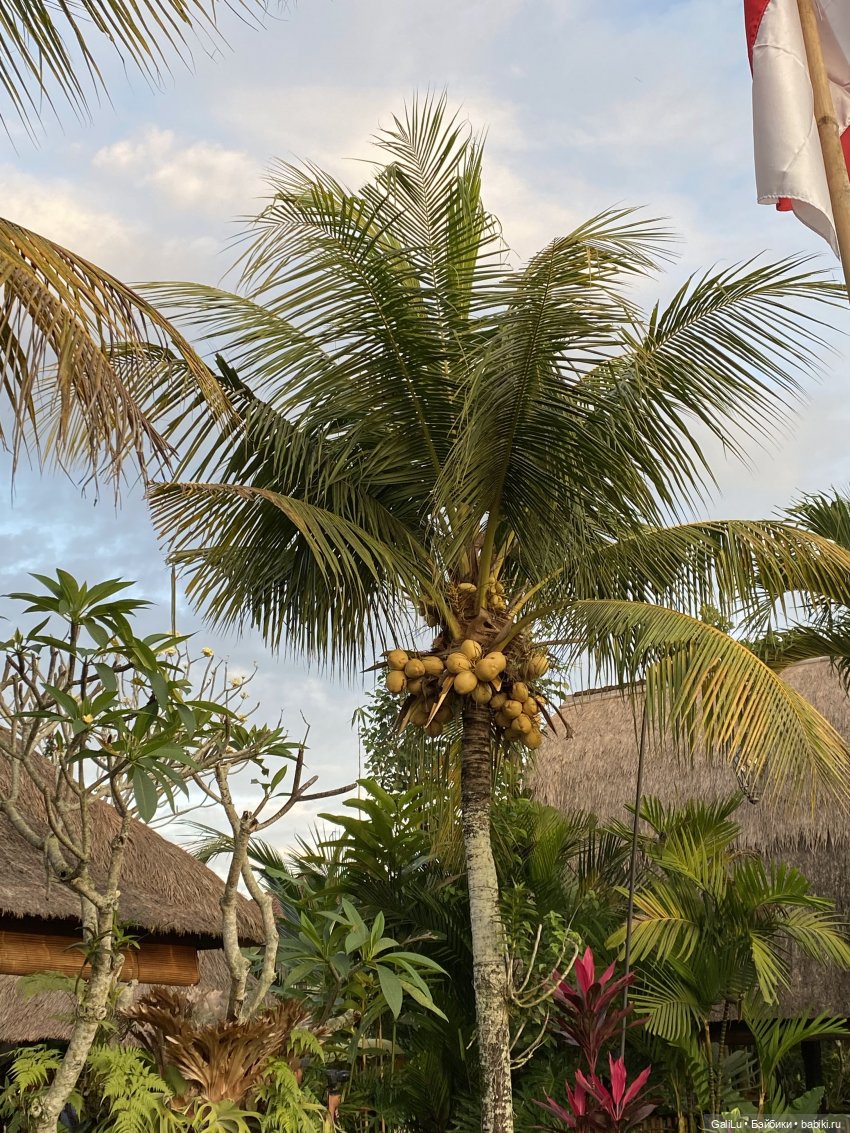 Путешествие на Бали — Туризм и путешествия: фотоотчеты из поездок