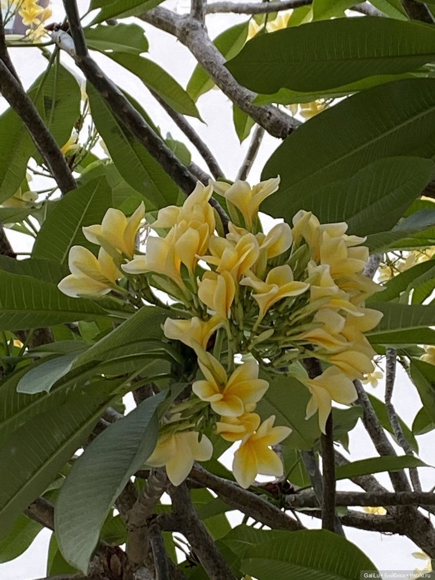 Путешествие на Бали — Туризм и путешествия: фотоотчеты из поездок