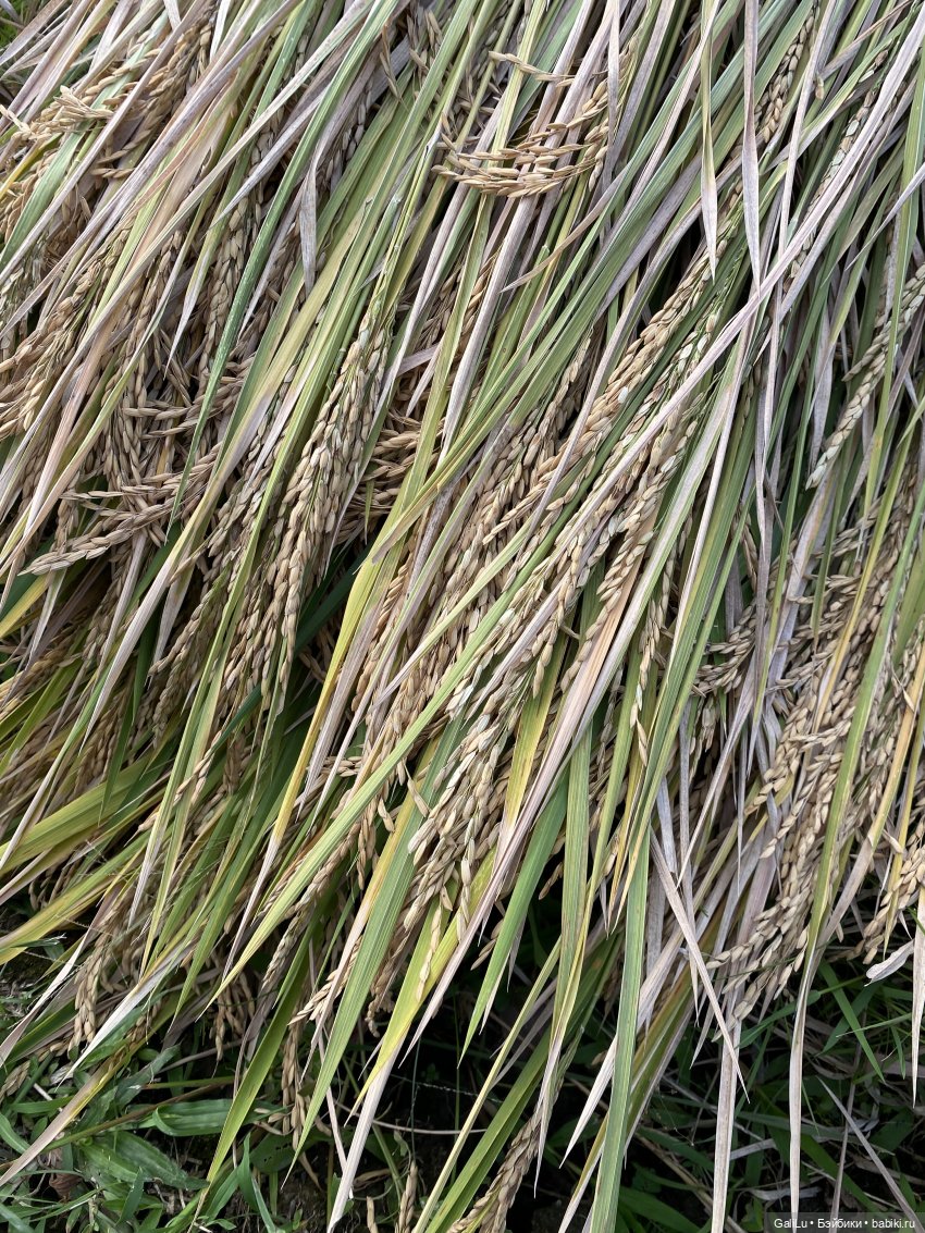 Путешествие на Бали — Туризм и путешествия: фотоотчеты из поездок