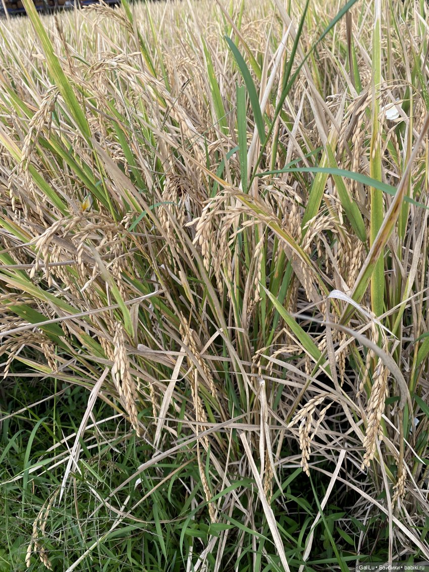 Путешествие на Бали — Туризм и путешествия: фотоотчеты из поездок